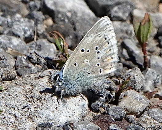 alcon blue